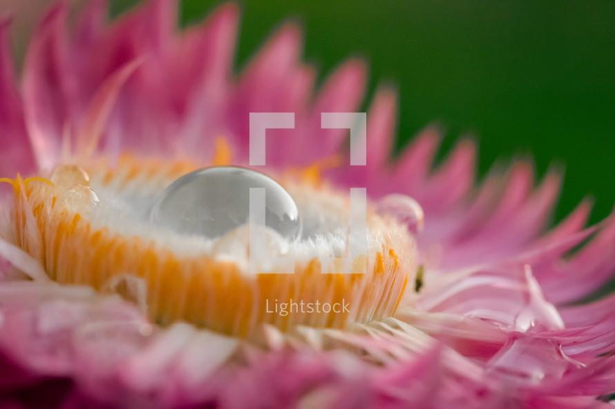 Water drop on pink chamomile