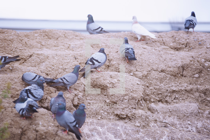pigeons on a rock 