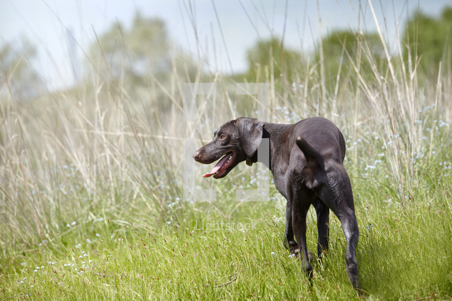 a dog running in field 