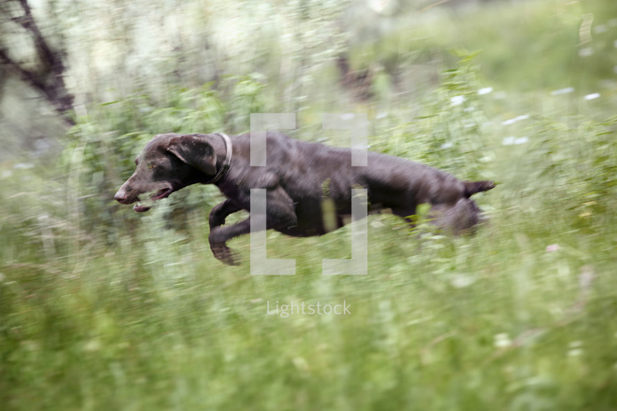 a dog running in a field 