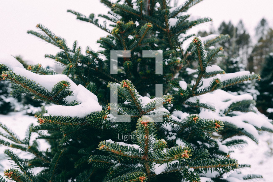 snow on a Christmas tree 