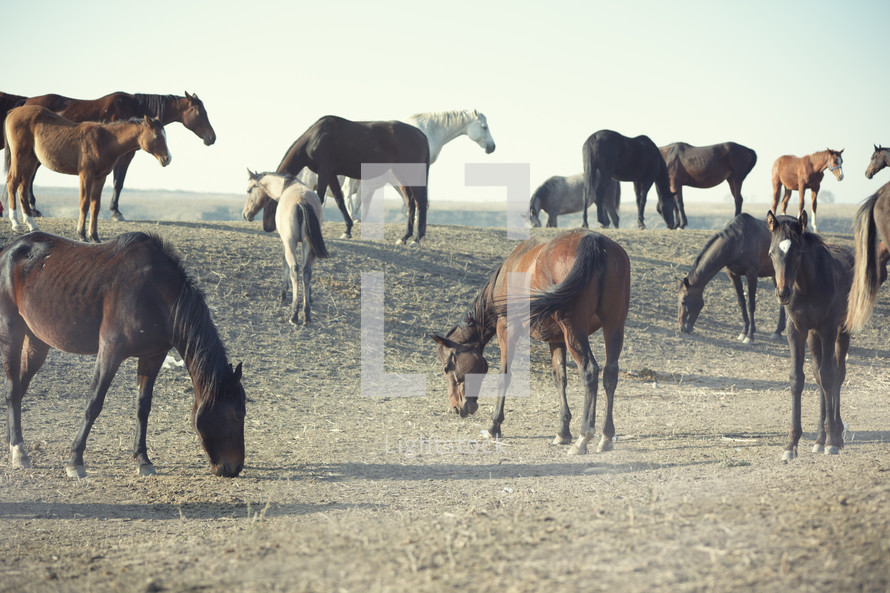 horses grazing in a field 