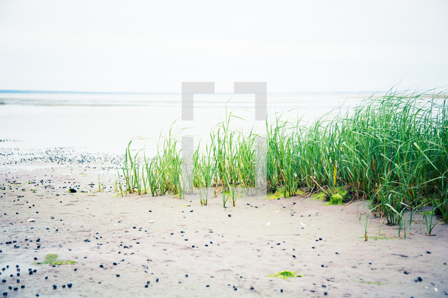 sea grasses along a shore 