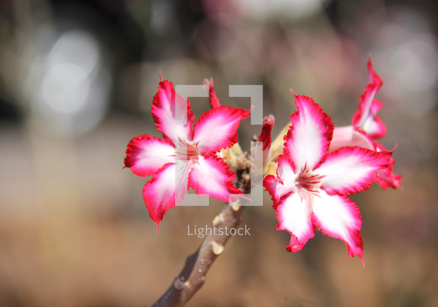 pink and white desert flowers on a branch 