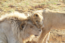 Lions snuggling, head to head. 