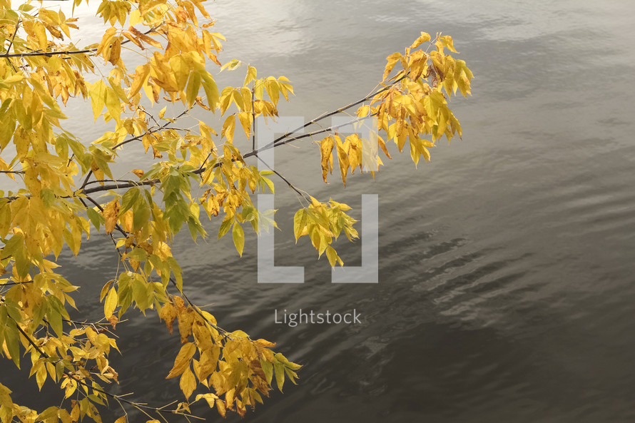 branch with yellow fall leaves hanging over a lake 