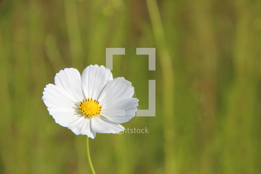 white flower 