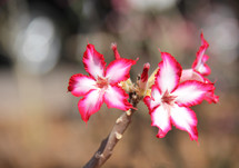 pink and white desert flowers on a branch 