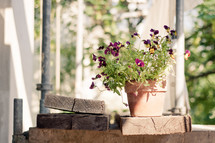 potted pansies 
