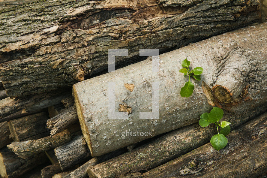 sprout on a log 