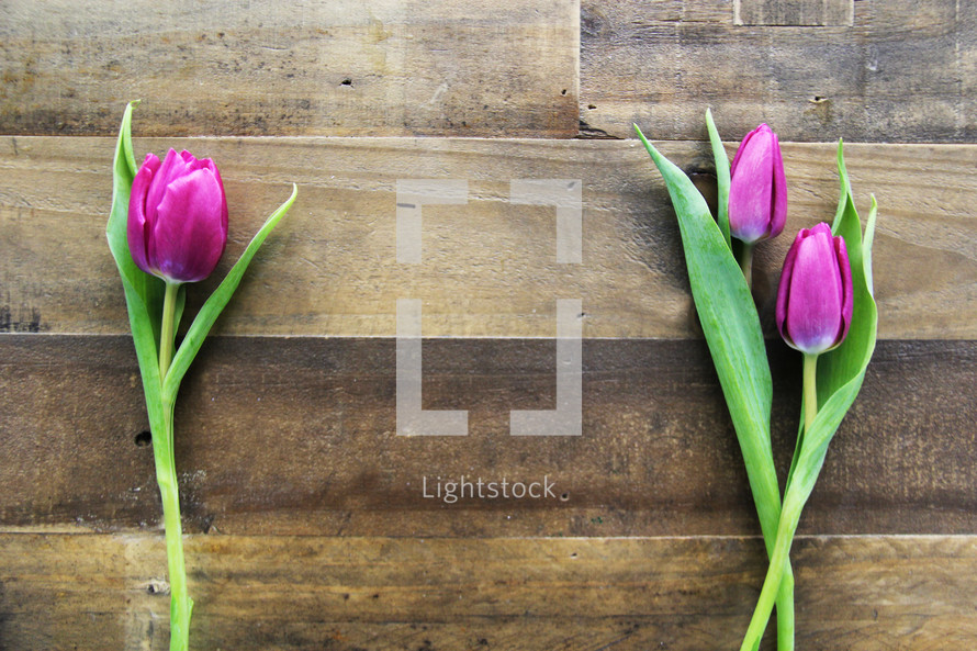 Single stems of purple tulips on a wooden surface.