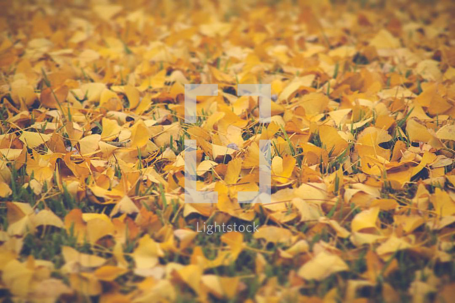 yellow fall leaves on green grass 