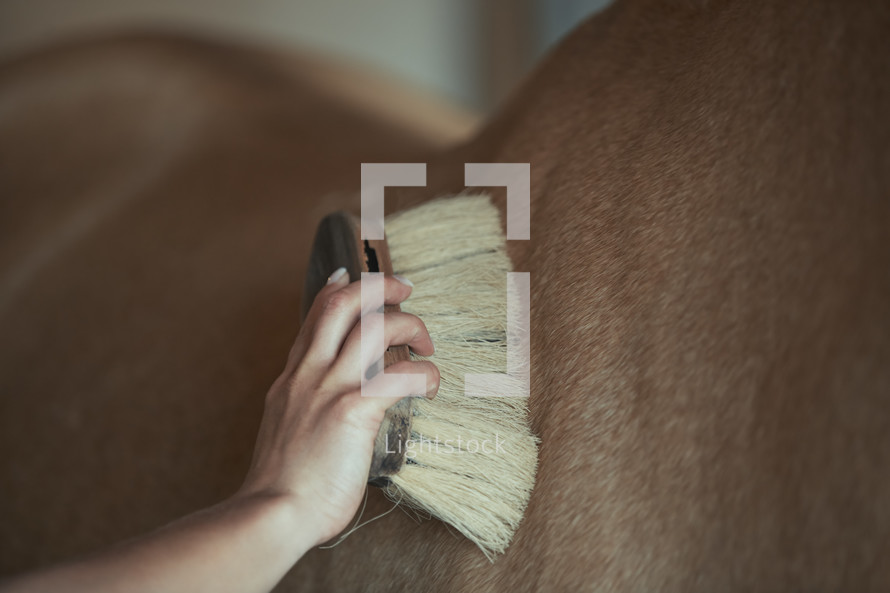 brushing a horse 