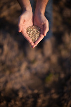 hands full of seeds