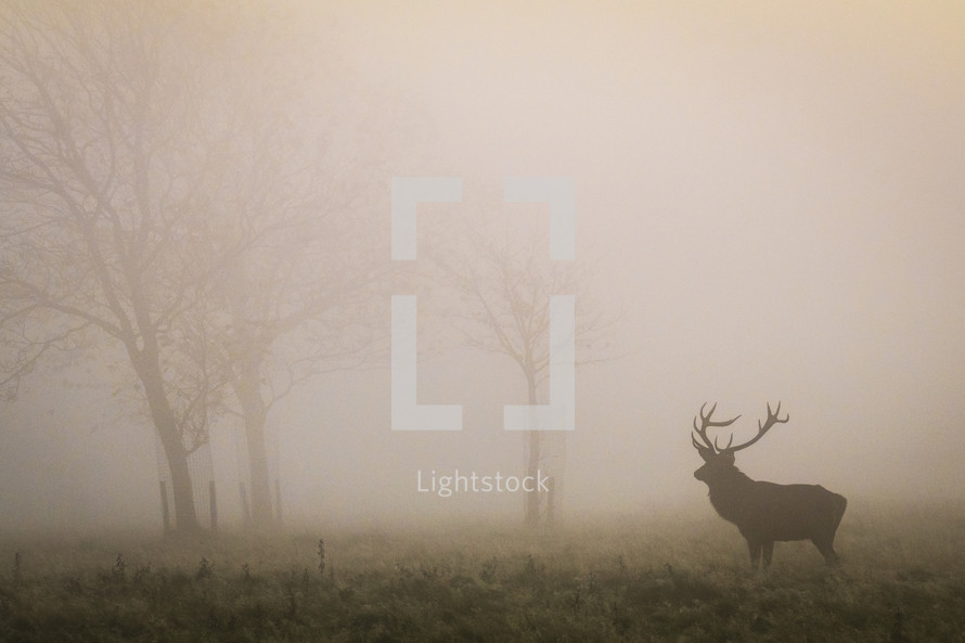elk in a foggy field 