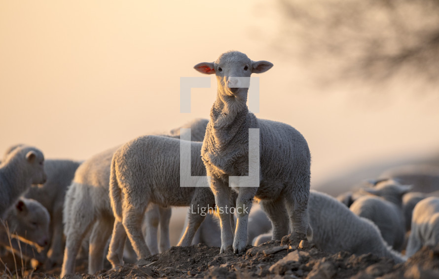 lambs and sheep in a pasture 