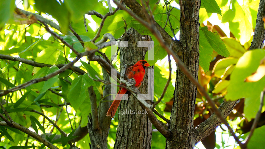 Red cardinal sitting in the branches of a tree. 