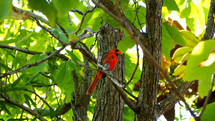 Red cardinal sitting in the branches of a tree. 