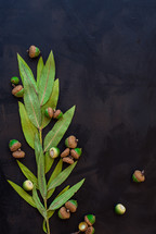acorns and dried leaves