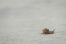 snail on a concrete path