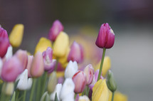 colorful spring tulips 
