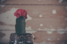 cactus in a mason jar 