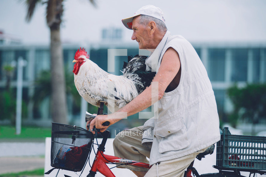 An old man rides a bicycle with a rooster