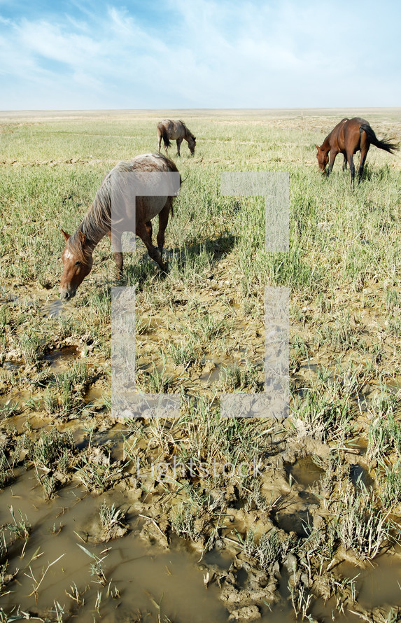 Outdoor photo of three horses eating the grass on the swampy meadow