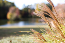 Wheat in sunlight