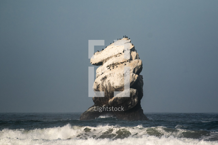 birds on a rock in the ocean 