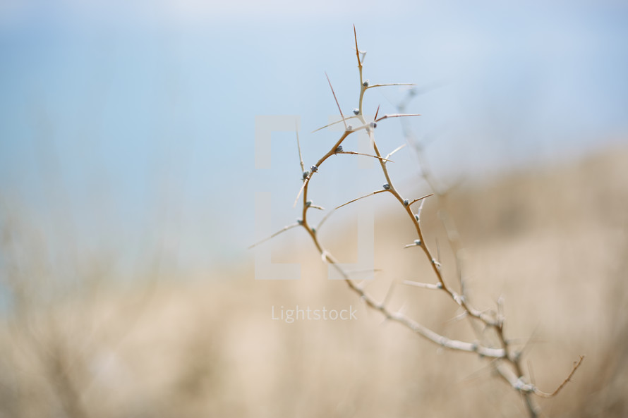 thorns on a branch 