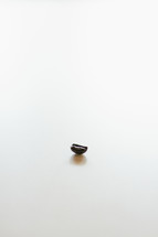 single coffee bean 