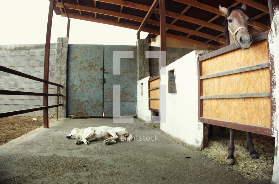 sleeping dog and horse in a stable 