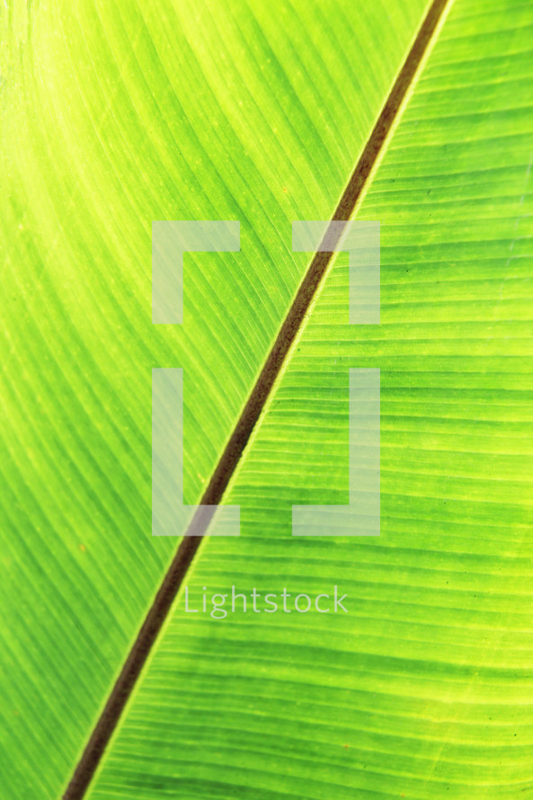 tropical leaf background 