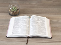Bible and potted succulent plant 