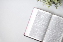 opened Bible on a white background 