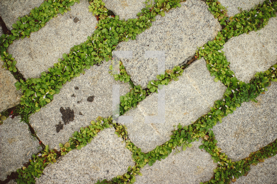 Weeds growing in the cracks of sidewalk bricks.