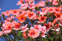 pink spring flowers against a blue sky 