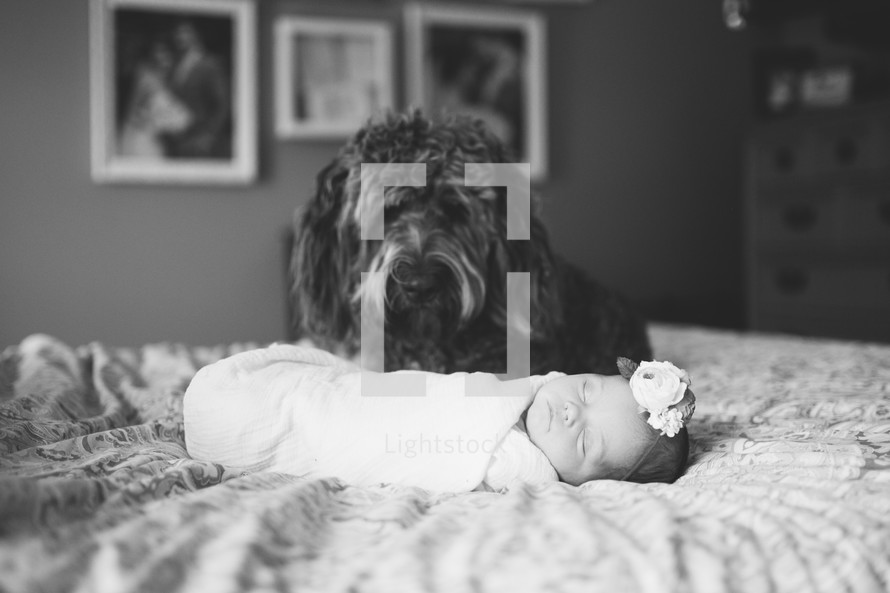 dog with a swaddled newborn baby girl 