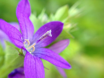 purple flower, center in focus, surrounded by softness