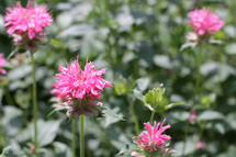 pink bee balm flowers in a garden 