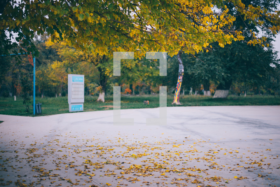 Yellow autumn leaves, Green and yellow leaves, Autumn maple leaves, autumn landscape