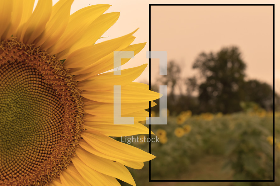 A sunflower with text box