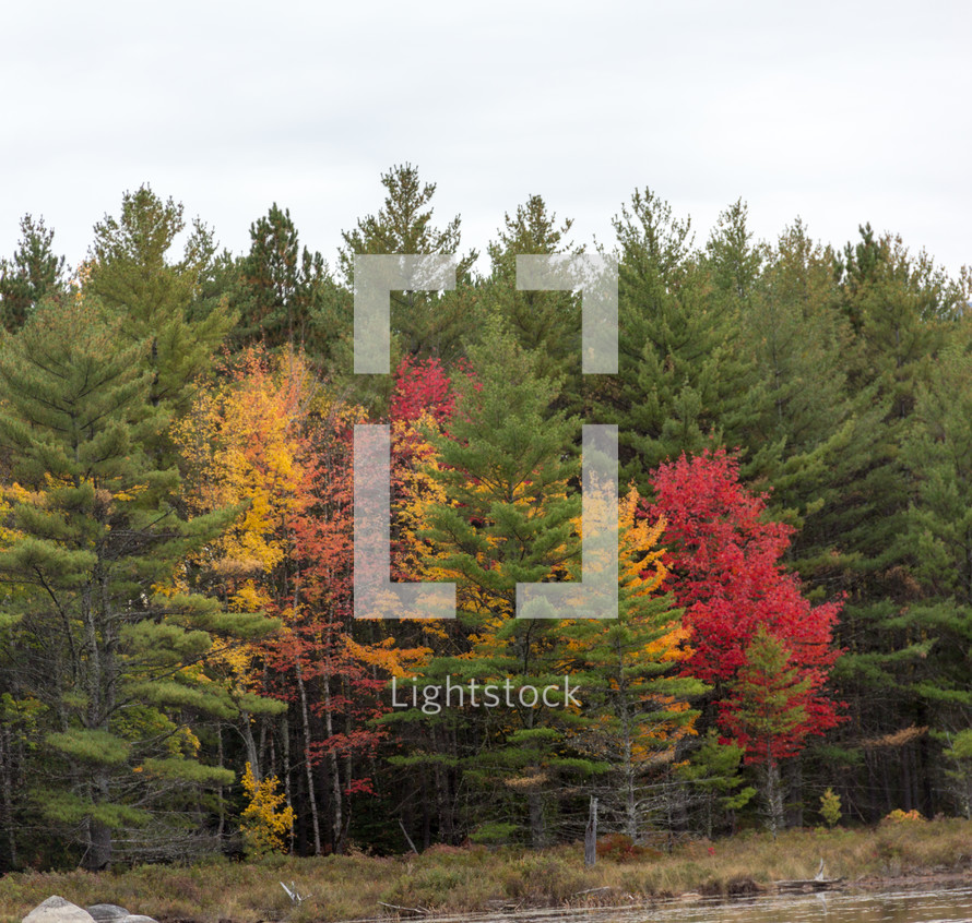 a few fall deciduous trees in a pine forest 