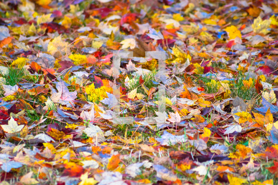 fall leaves on a lawn 