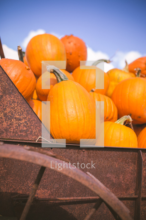pumpkins in a rusty wagon