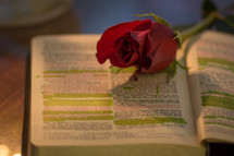 red rose on highlighted pages of a Bible 