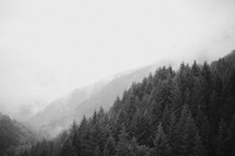 fog over a mountain forest 