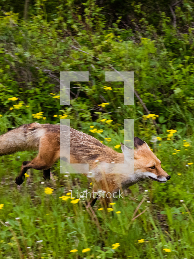 fox running through a meadow 