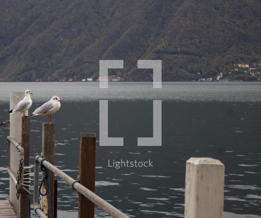 seagulls on a dock